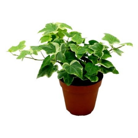 English Ivy (Hedera helix)